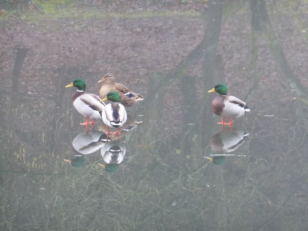 canards sur la galce d'un étang