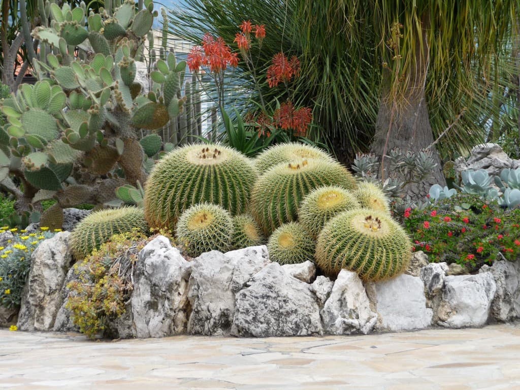 CATUS 