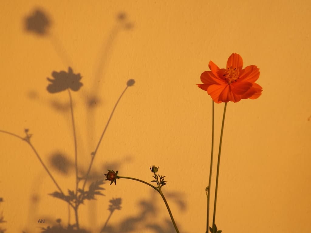 Cosmos au couchant