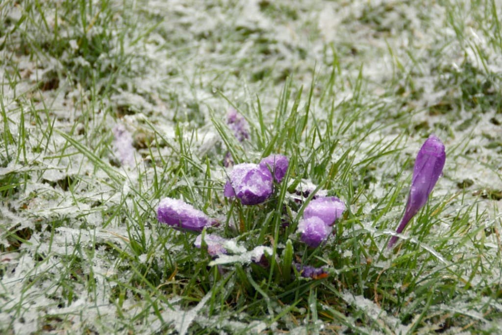 Crocus et neige fondue