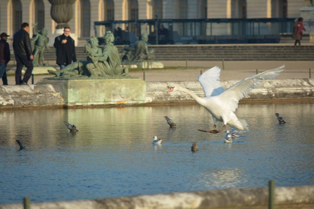 Cygne en approche 