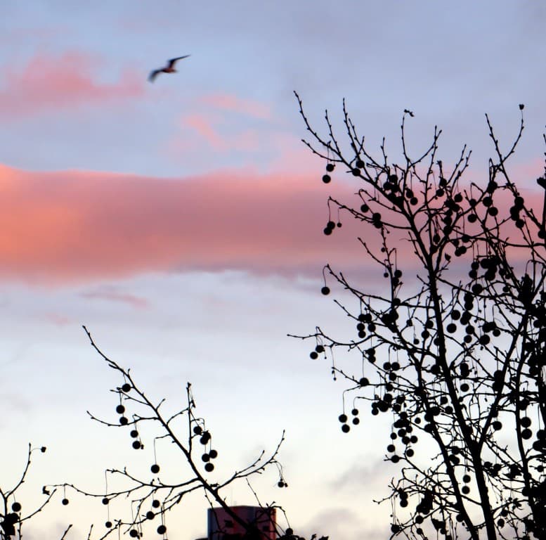 Envolée sur fond de ciel orangé
