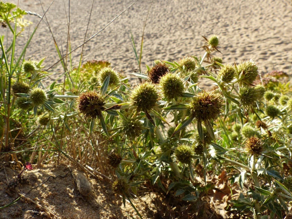 Fleurs des sables 
