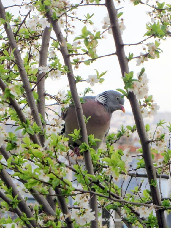 Fleurs et roucoulades à Montmartre