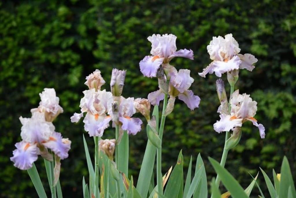 Jardin des iris