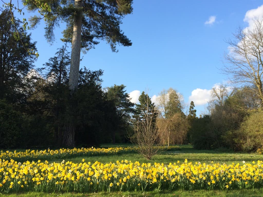 Jonquilles