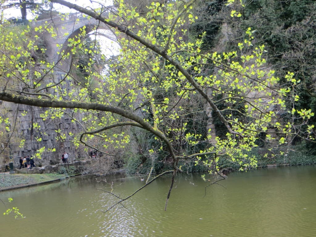l'arbre près du lac