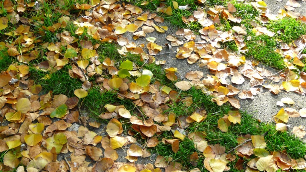 la feuille d'automne...