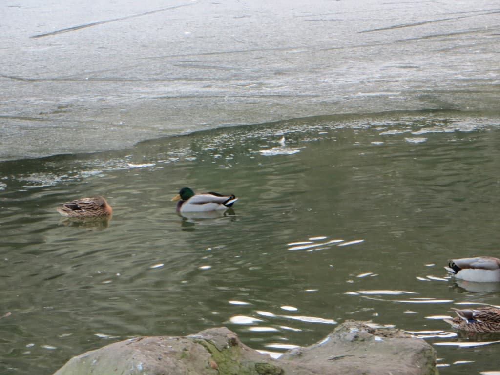 lac ce jour