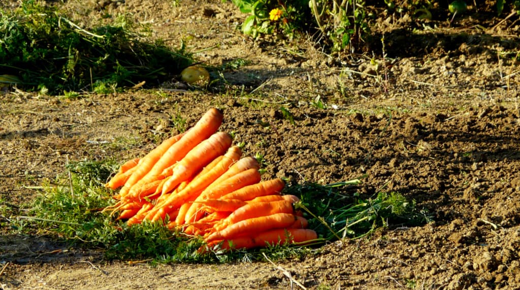 Les carottes.