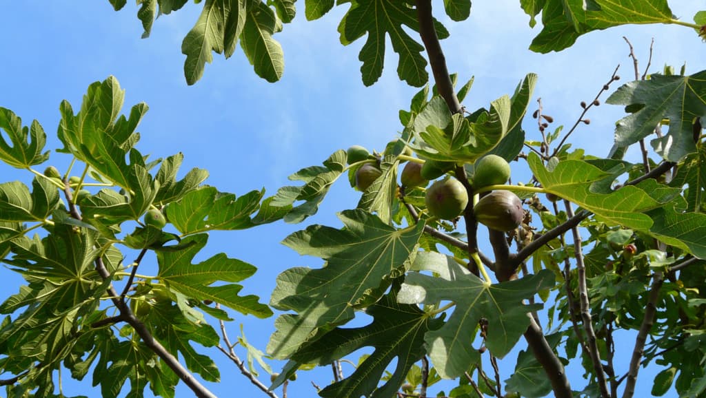 Les figues