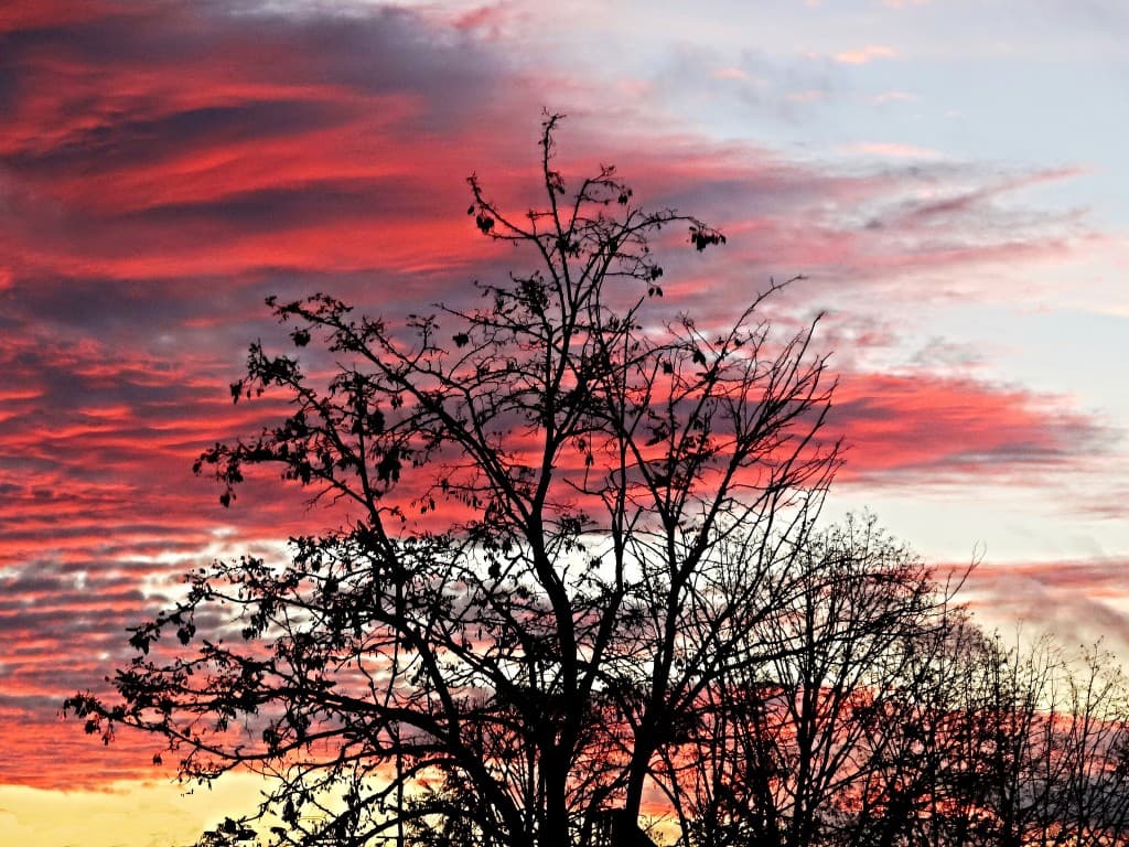 matin d'hiver