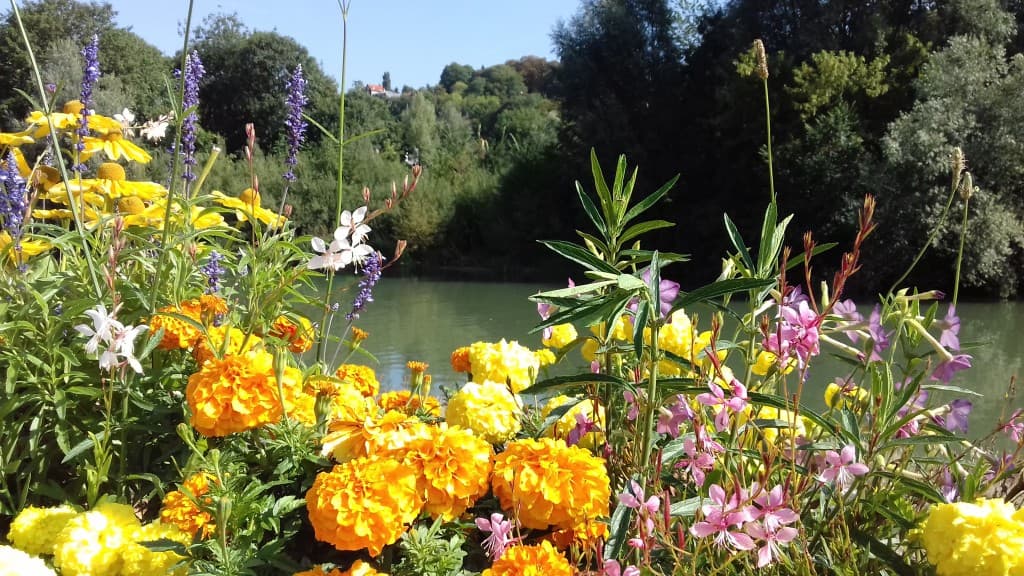 météo florale ciel azur
