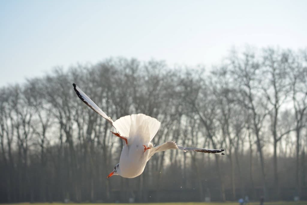 Mouette gourmande