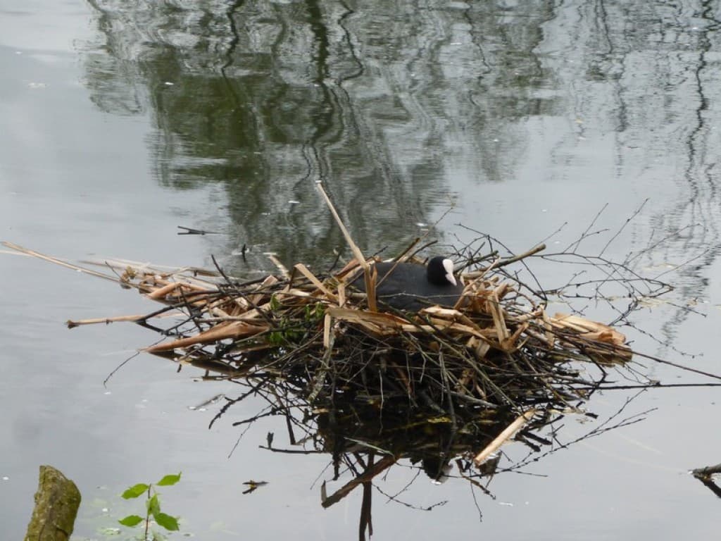 nid flottant de foulques
