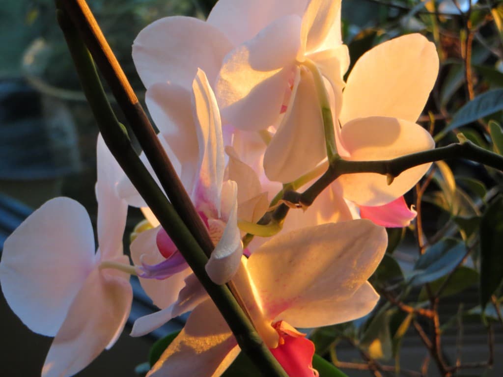 orchidées du soir