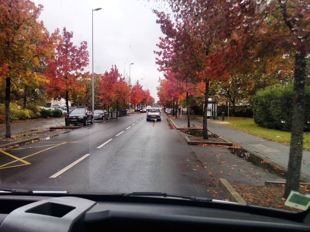 pluie automnale et copalmes flamboyants