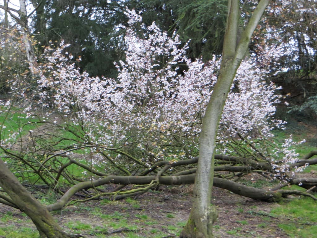 printemps aux buttes chaumont