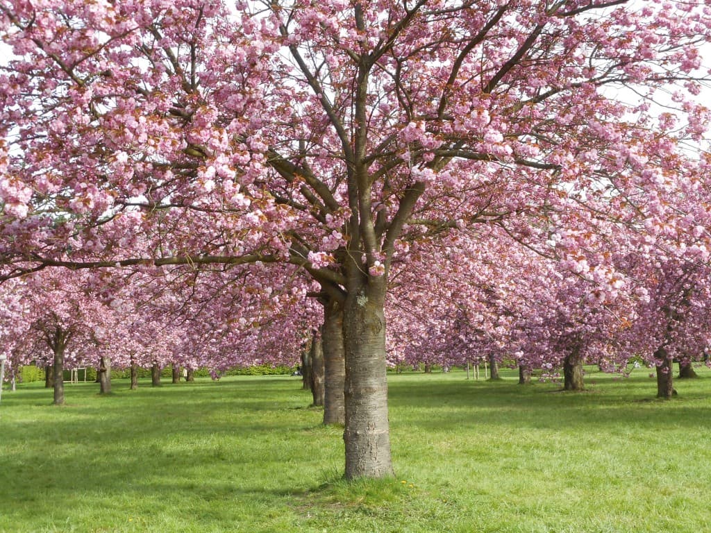 Prunus en fleurs