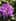 rhododendrons
