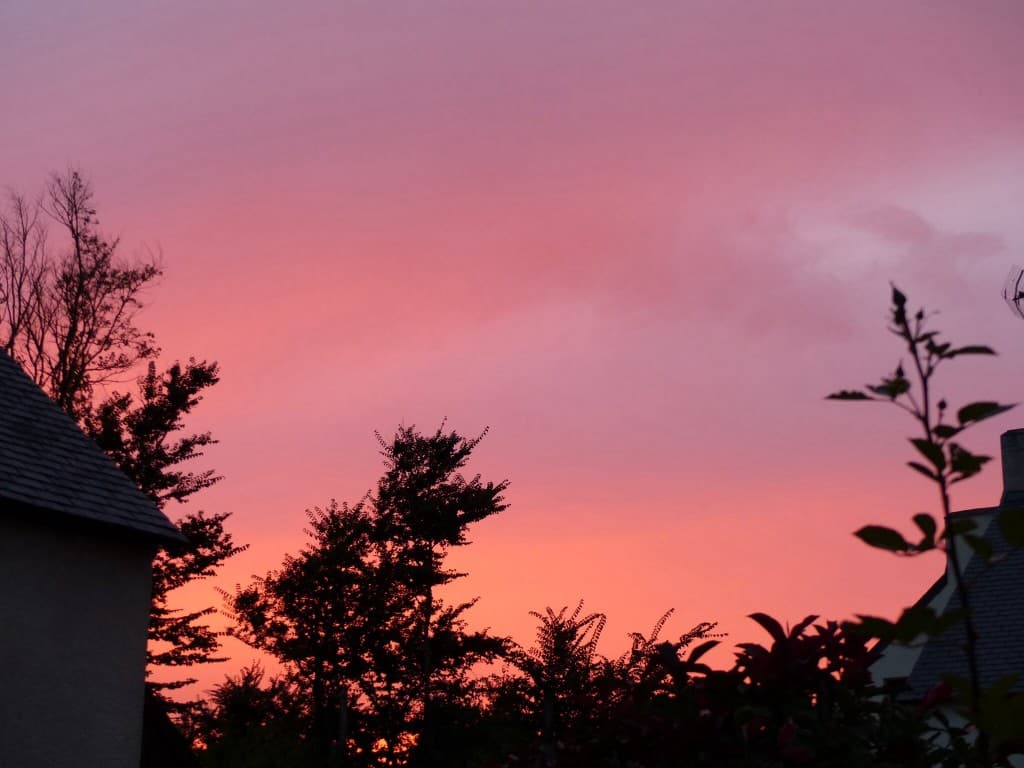 Rose tendre 