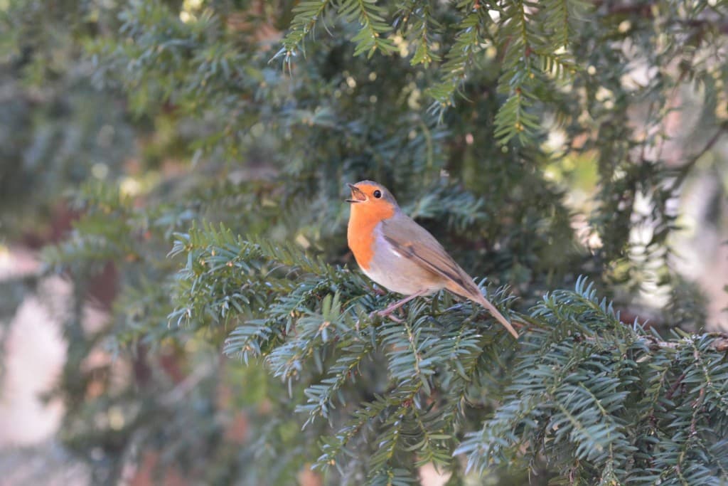 Rouge-Gorge