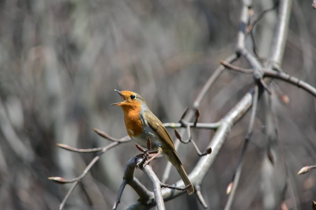 Rouge-gorge 