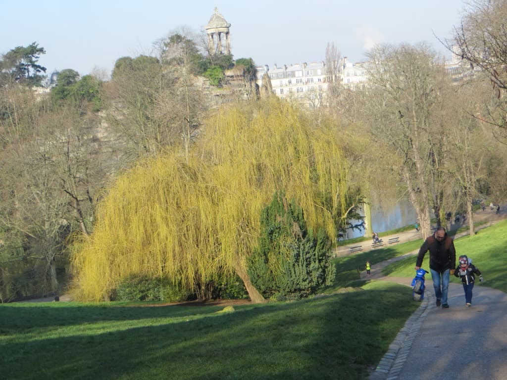 saule pleurer salue le printemps