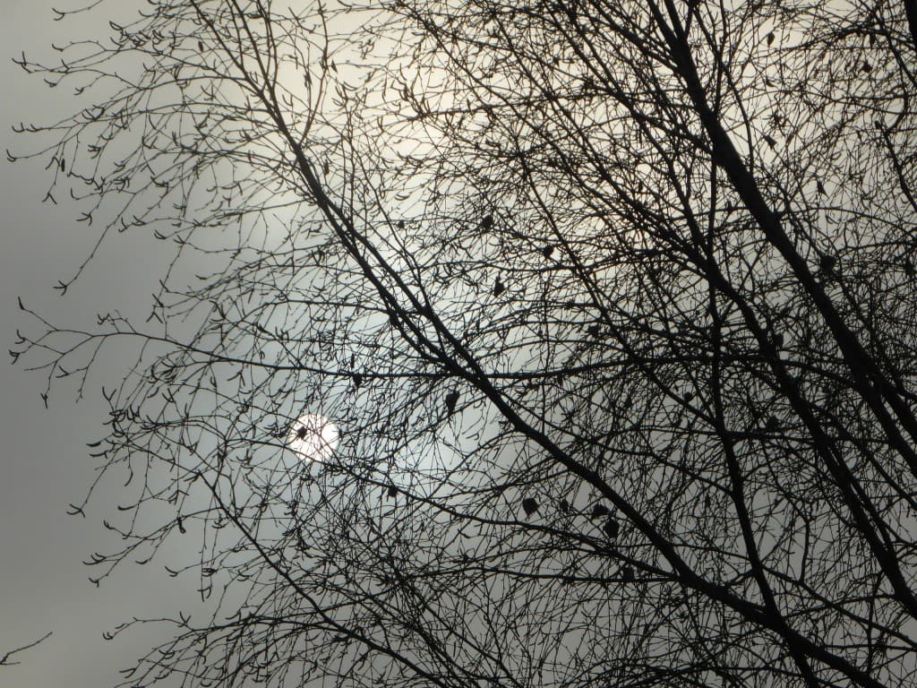 Soleil d'hiver