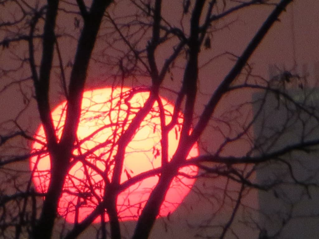 soleil traverse les branches d'arbres
