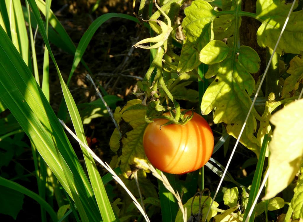 Tomates de potager citadin
