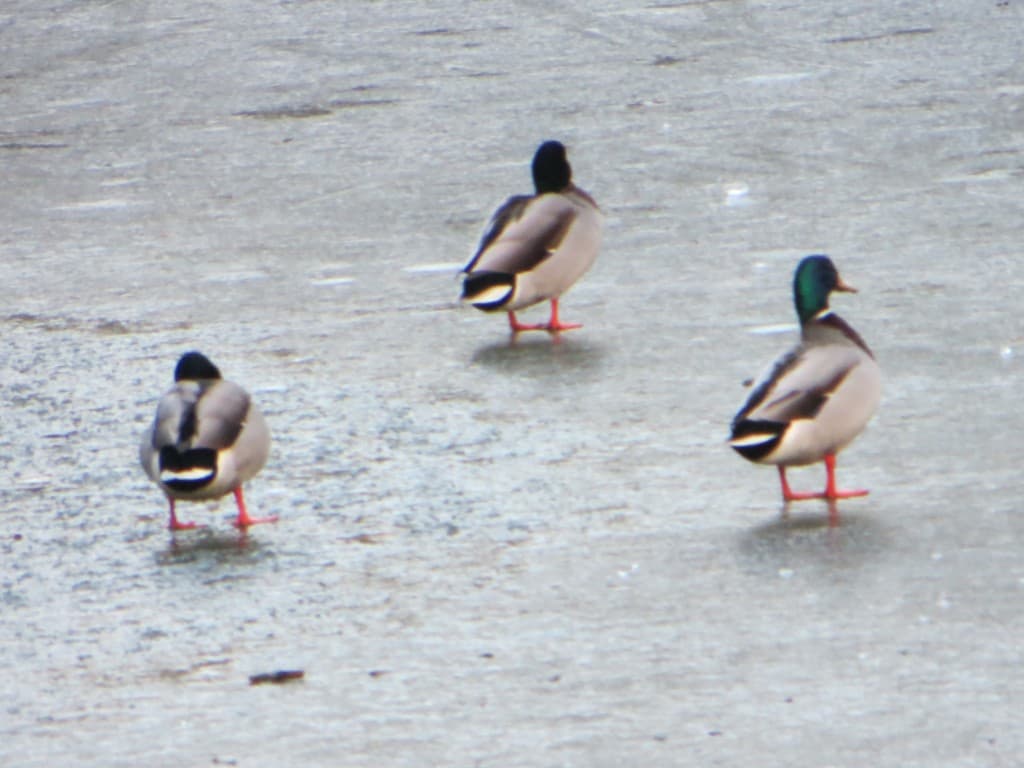 trois pauvres canards sur le lac gelé