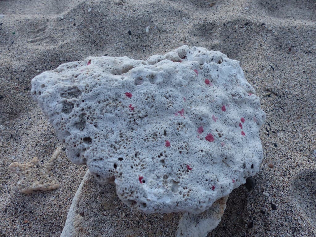 Un bien joli corail 