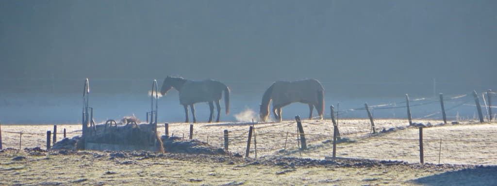 Un matin glacé