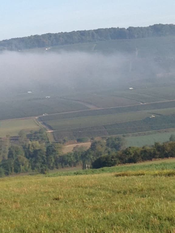 Vendanges en champagne 