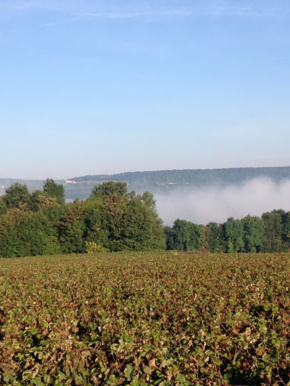 Vendanges en champagne