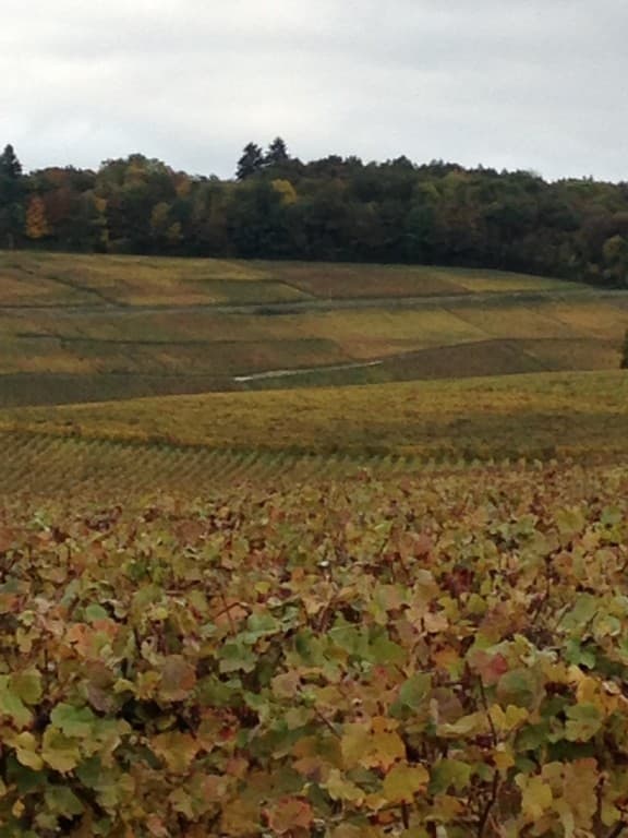 Vignobles champenois 