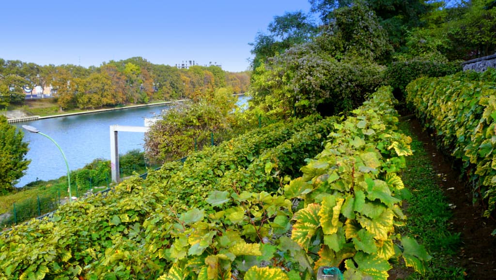 Vignobles en bords de Seine