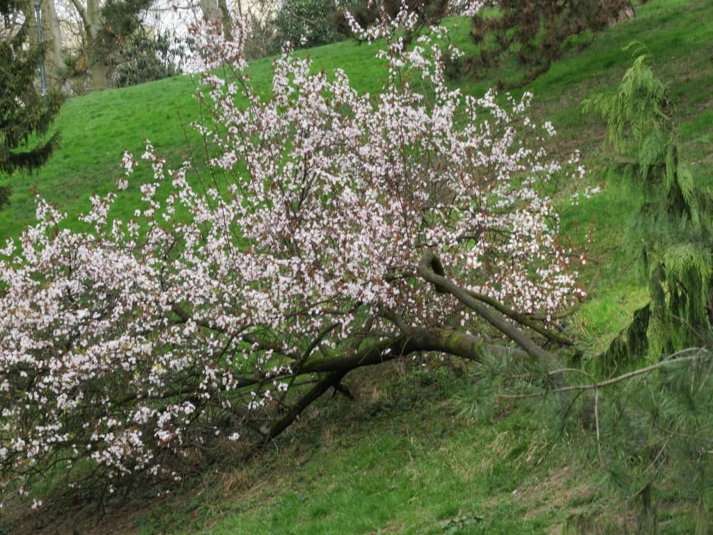 arbre au sol mais plein d'espoir