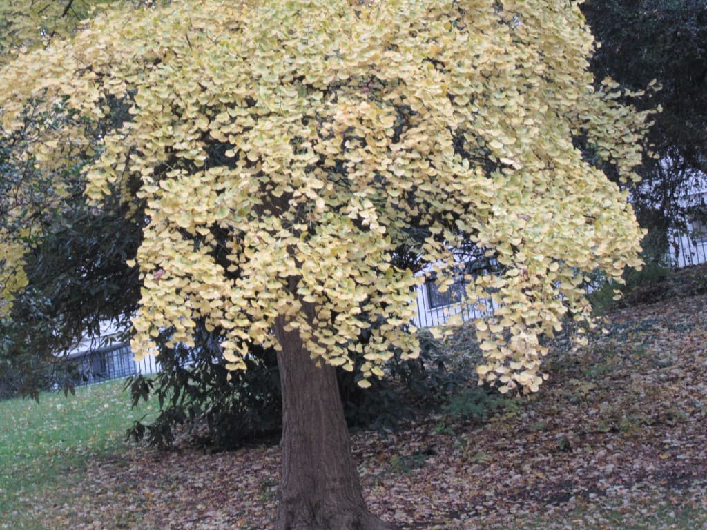 arbre aux buttes de chaumont
