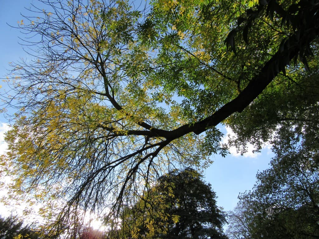 arbre en automne