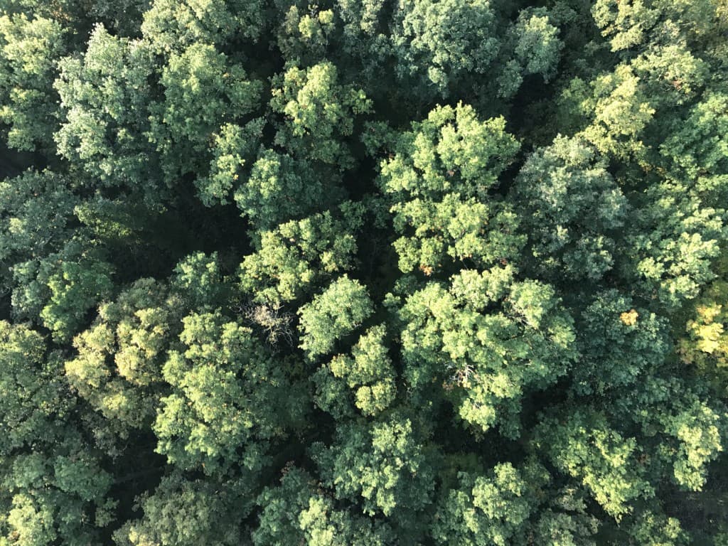 Arbres au petit matin, par Montgolfière