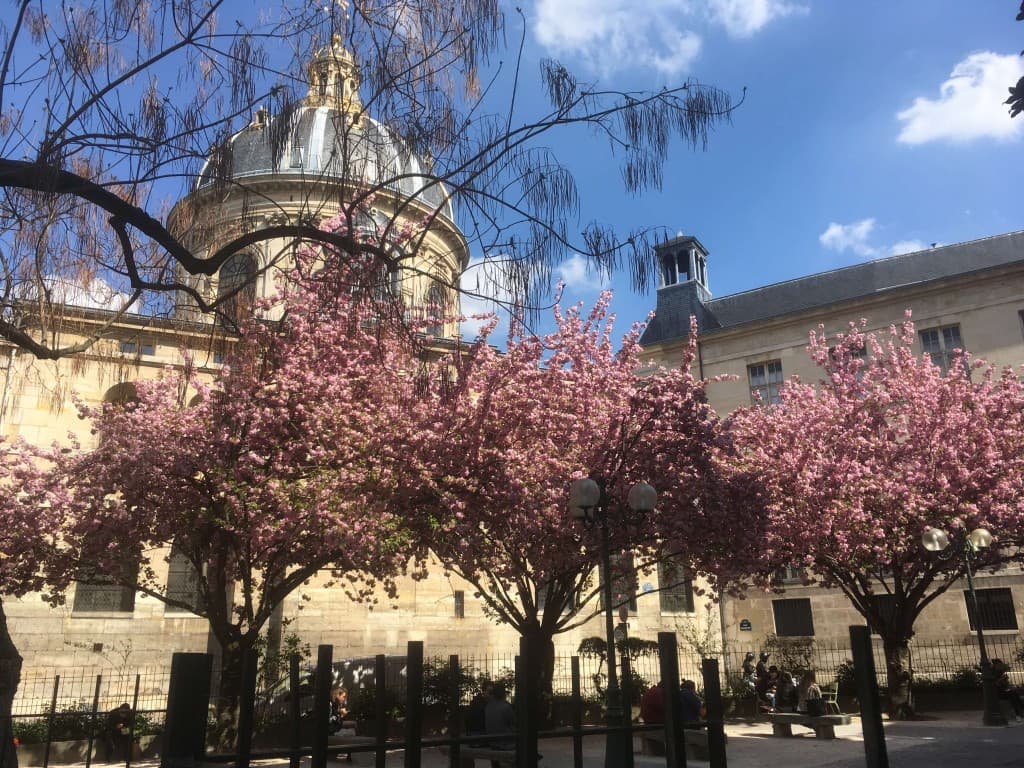 arbres parisiens en fleurs