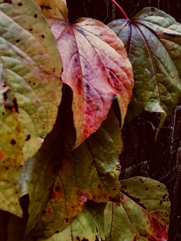 automne