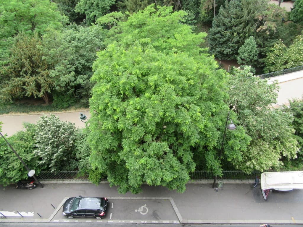 bel arbre