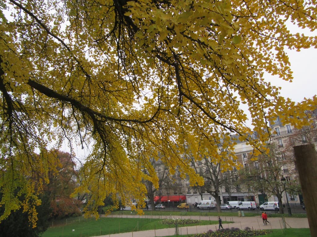 branches en or