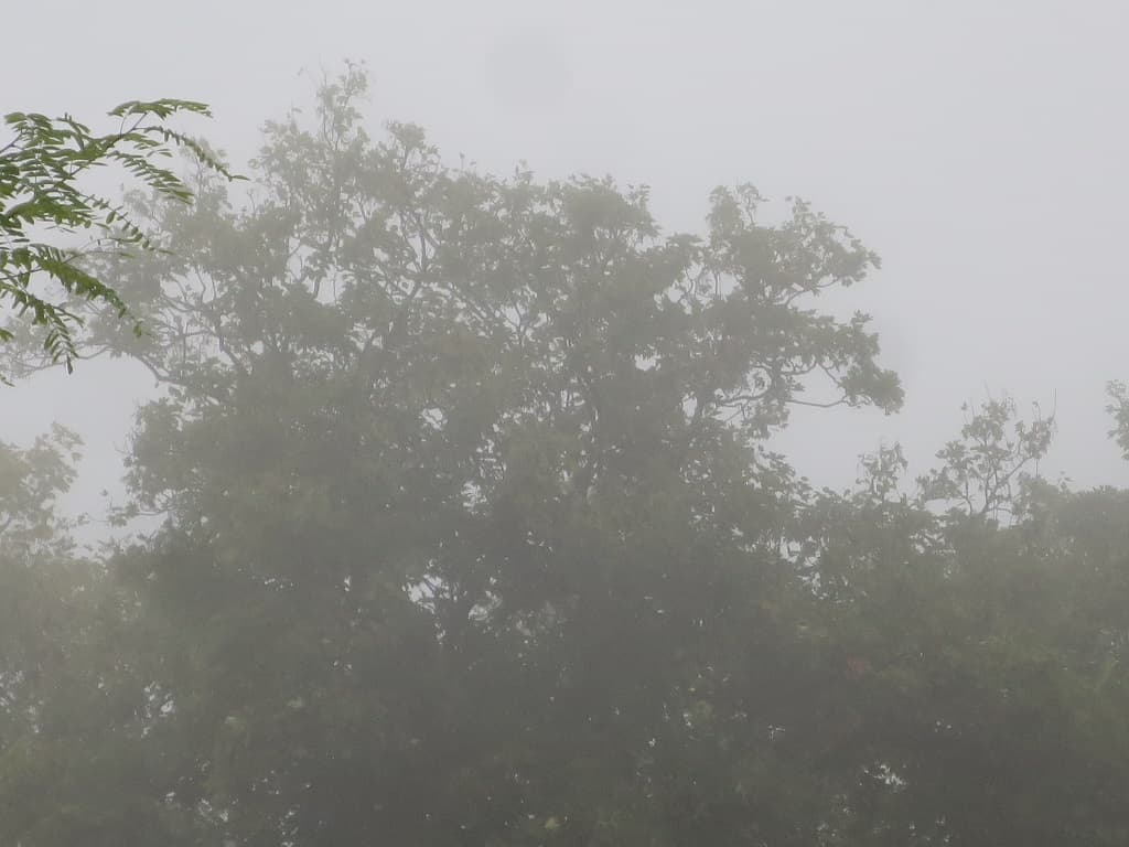 Brouillard matinal