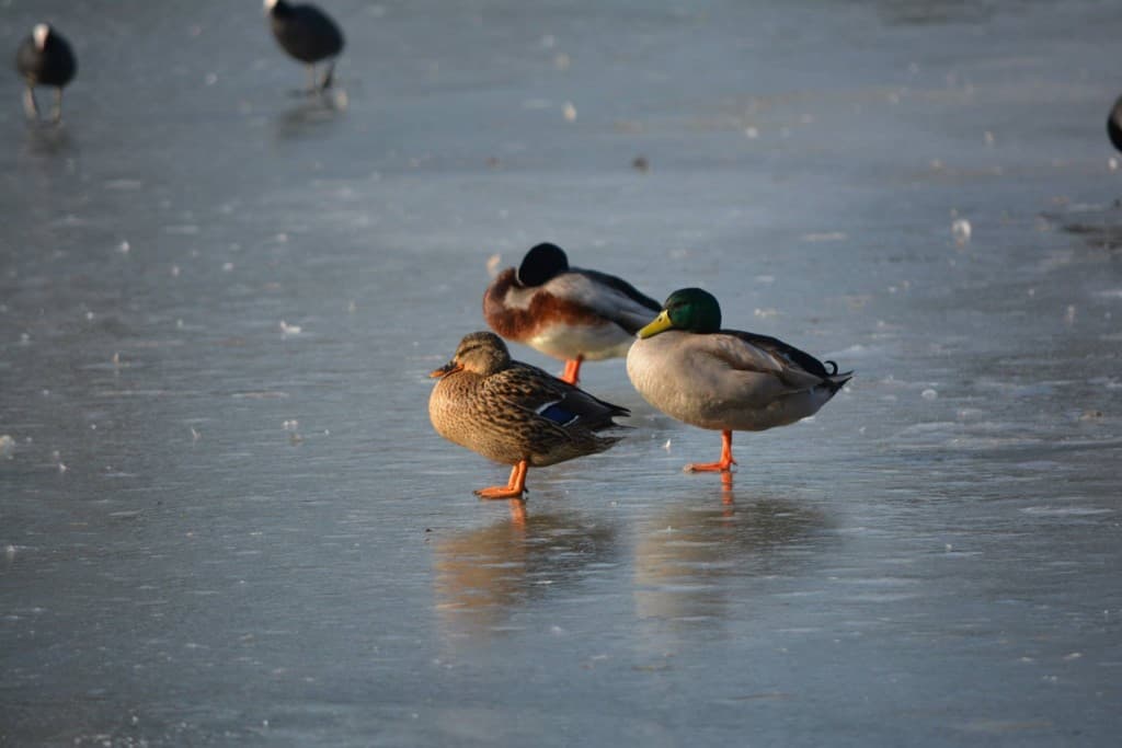 Canards gelés