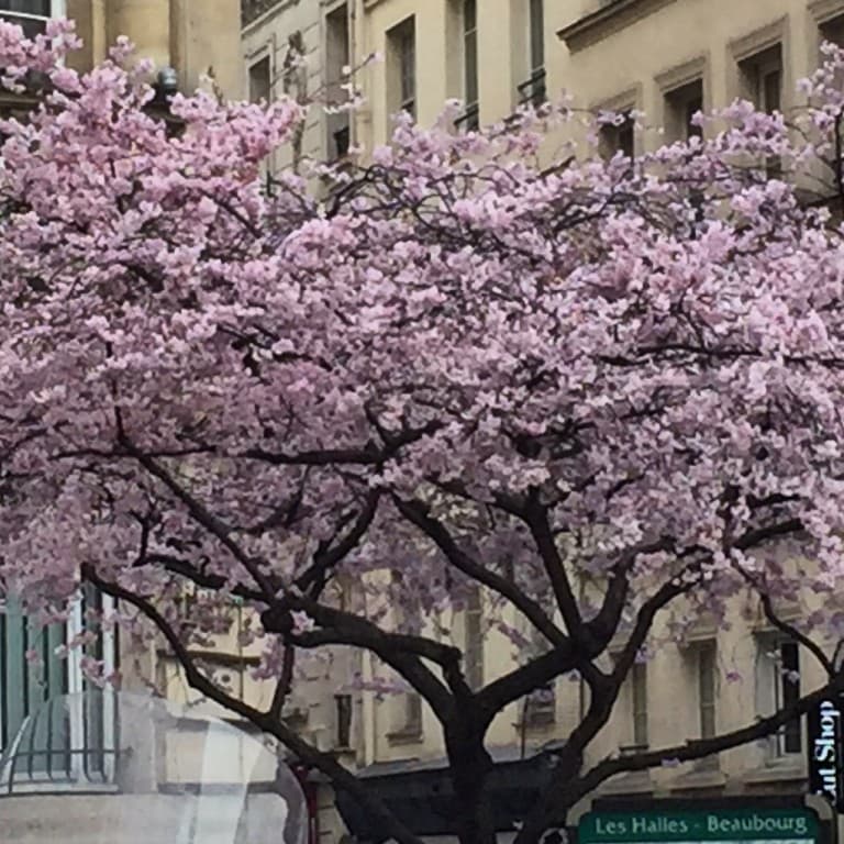Cerisier en fleur 