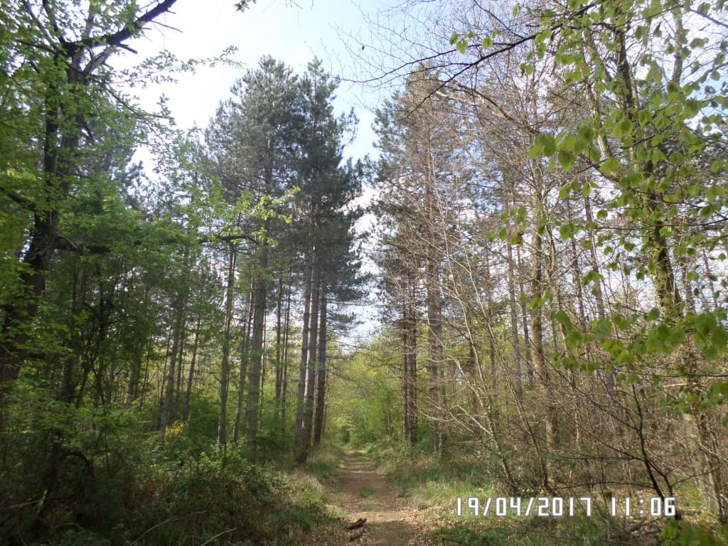 chemin dans la forêt de Fontainebleau
